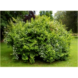 krzewy Jaśminowiec wonny K81