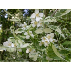 krzewy Jaśminowiec wonny Variegata K132