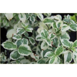 krzewy Jaśminowiec wonny Variegata K132