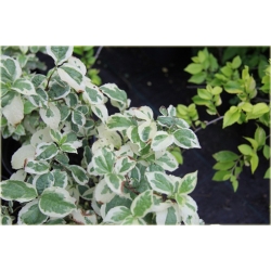 krzewy Jaśminowiec wonny Variegata K132