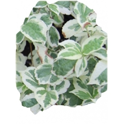 krzewy Jaśminowiec wonny Variegata K132