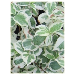 krzewy Jaśminowiec wonny Variegata K132