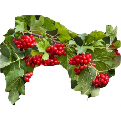 krzewy Kalina czerwona K185