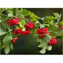 krzewy Kalina czerwona K185