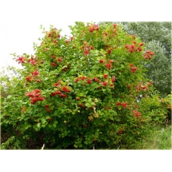 krzewy Kalina czerwona K185