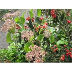 krzewy Kalina czerwona K185