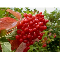 krzewy Kalina czerwona K185