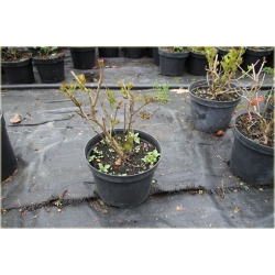 krzewy Kalina czerwona K185