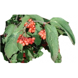 krzewy Kalina herbaciana czer-ziel liście K226