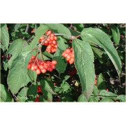 krzewy Kalina herbaciana czer-ziel liście K226