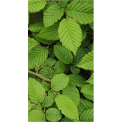 krzewy Kalina herbaciana czer-ziel liście K226