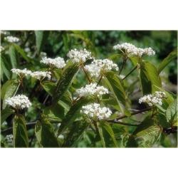 krzewy Kalina herbaciana czer-ziel liście K226