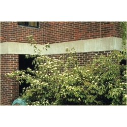 krzewy Kalina herbaciana czer-ziel liście K226