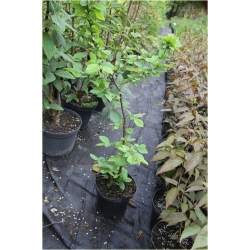 krzewy Kalina herbaciana czer-ziel liście K226