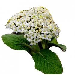 krzewy Kalina hordowina K91