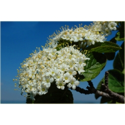 krzewy Kalina hordowina K91