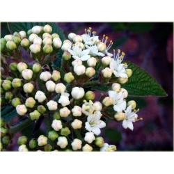 krzewy Kalina hordowina K91