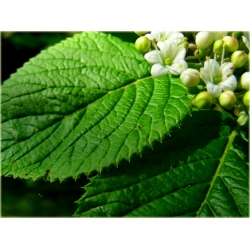 krzewy Kalina hordowina K91