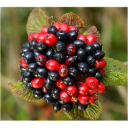 krzewy Kalina hordowina K91