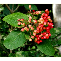 krzewy Kalina hordowina K91