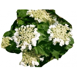  krzewy Kalina koralowa Nanum K195