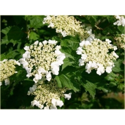 krzewy Kalina koralowa Nanum K195