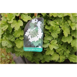 krzewy Kalina koralowa Nanum K195