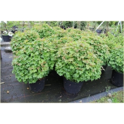 krzewy Kalina koralowa Nanum K195