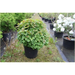 krzewy Kalina koralowa Nanum K195