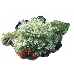 krzewy Kalina koralowa K62