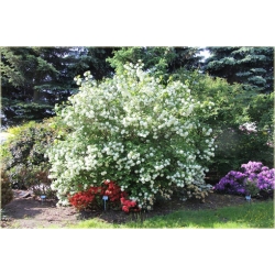 krzewy Kalina koralowa K62