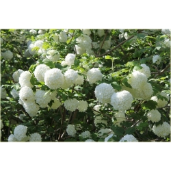 krzewy Kalina koralowa K62