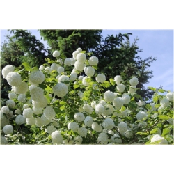 krzewy Kalina koralowa K62