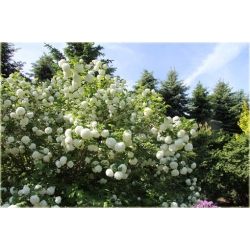 krzewy Kalina koralowa K62