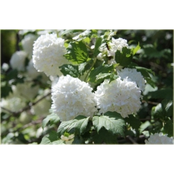 krzewy Kalina koralowa K62