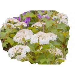 krzewy Kalina koralowa żółta K225