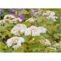 krzewy Kalina koralowa żółta K225