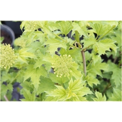 krzewy Kalina koralowa żółta K225