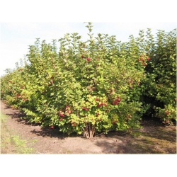 krzewy Kalina koralowa żółta K225