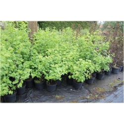 krzewy Kalina koralowa żółta K225