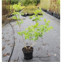 krzewy Kalina koralowa żółta K225