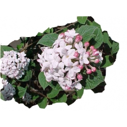 krzewy Kalina koreańska Aurora Viburnum K186