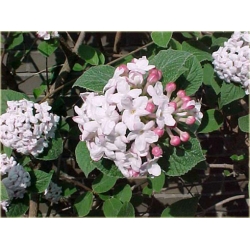 krzewy Kalina koreańska Aurora Viburnum K186