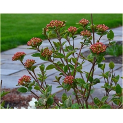 krzewy Kalina koreańska Aurora Viburnum K186