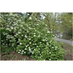 krzewy Kalina koreańska Aurora Viburnum K186