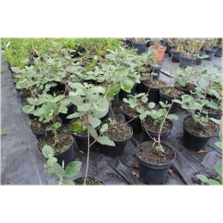 krzewy Kalina koreańska Aurora Viburnum K186