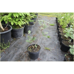 krzewy Kalina koreańska Aurora Viburnum K186