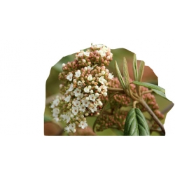 krzewy Kalina praska K92