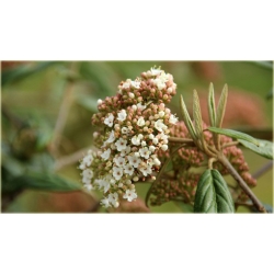 krzewy Kalina praska Viburnum K92