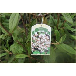 krzewy Kalina praska Viburnum K92